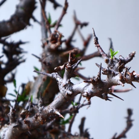 コミフォラ　エミニー　 Commiphora eminii    no.72126
