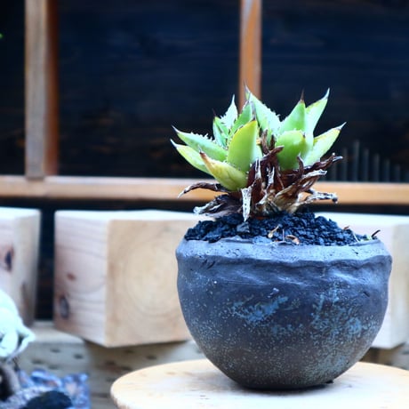 アガベ チタノタ フィリグリー ／Agave titanota "Filigree crested    no.70412