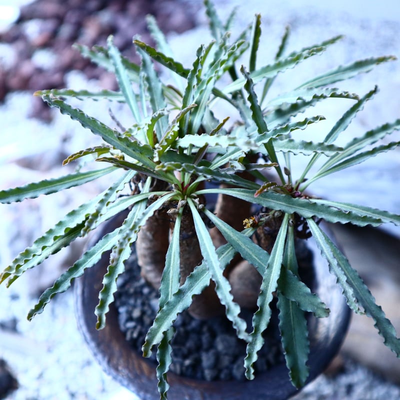 ユーフォルビア クリスパ Euphorbia crispa no.21647 | 芽の巣山