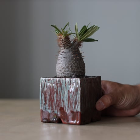 Pachypodium gracilius × Masafumi Shigeta / PLANETX (3号鉢)   no.511/3
