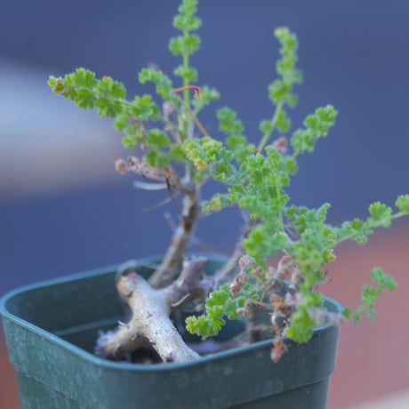 ペラルゴニム   アルテルナンス   Pelargonium alternans      no.20726-2