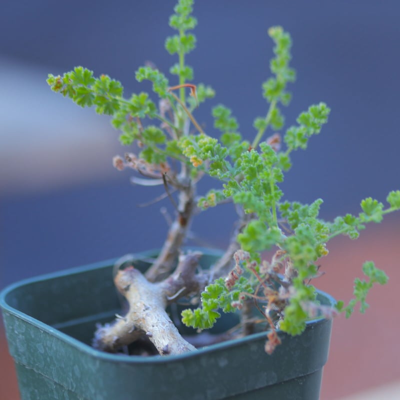 ペラルゴニム アルテルナンス Pelargonium alternans n