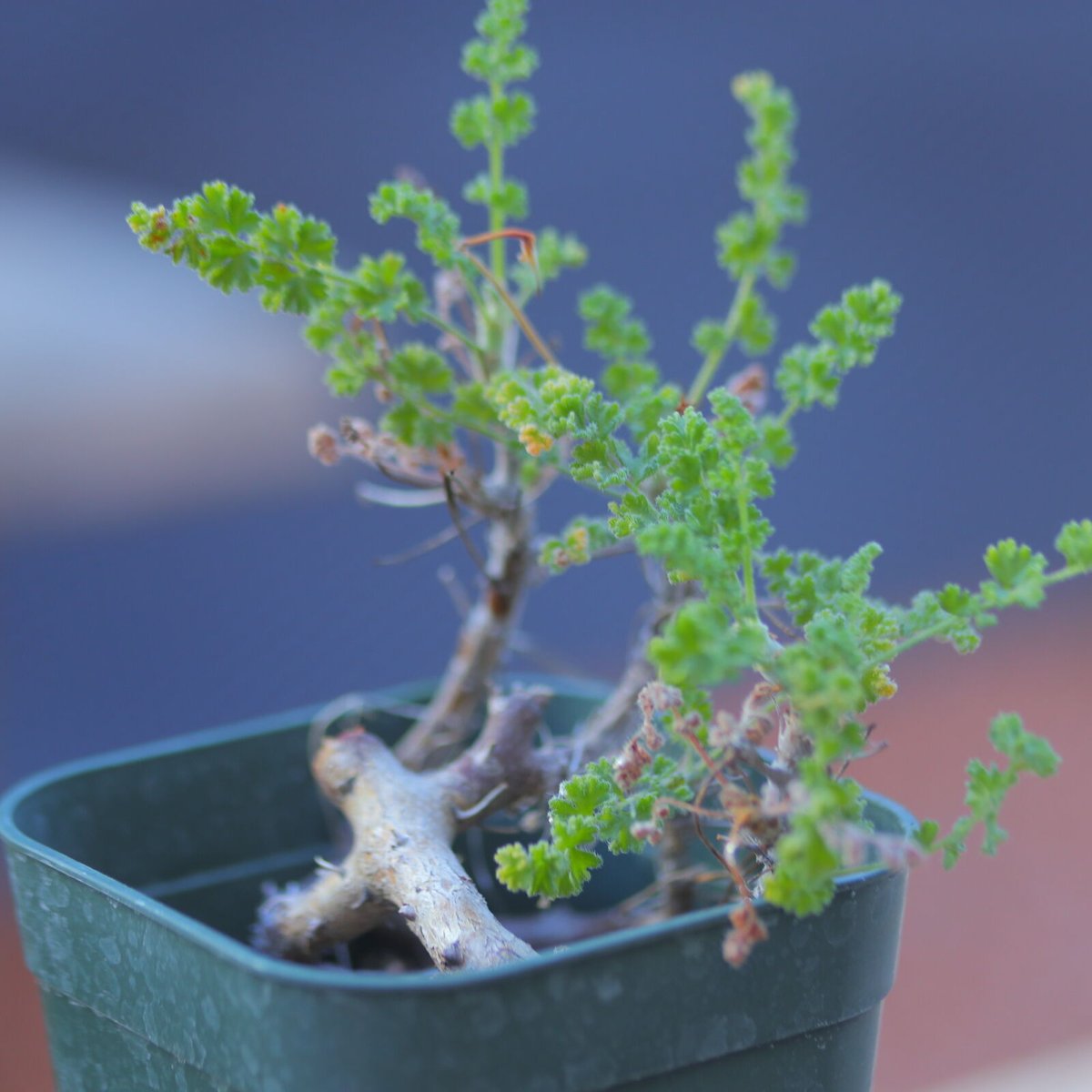 ペラルゴニム アルテルナンス Pelargonium alternans n