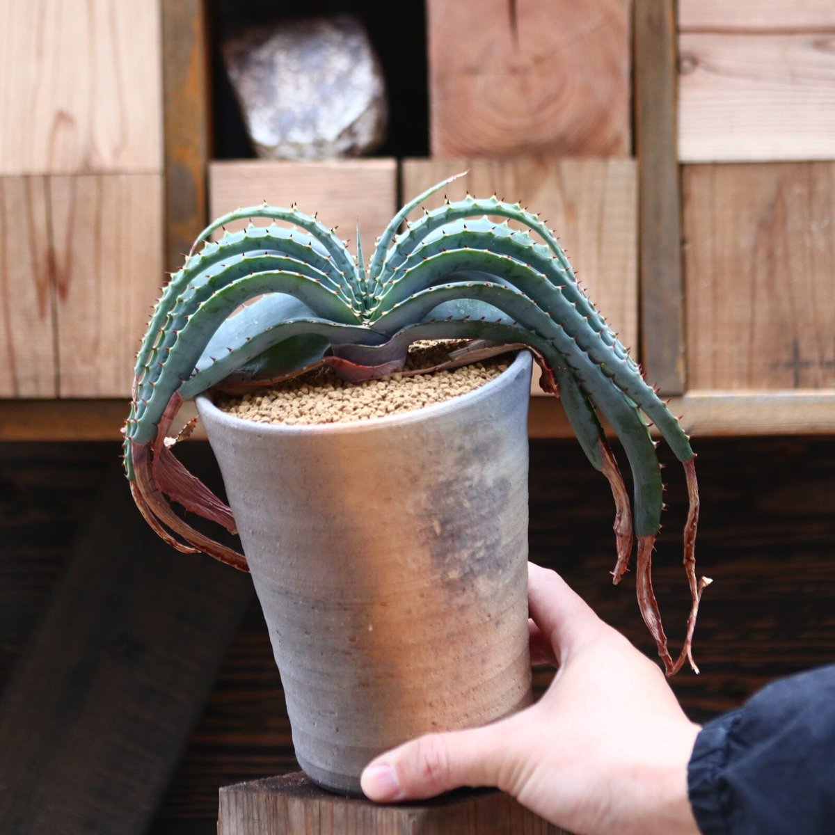 アロエ スプラフォリアータ／Aloe suprafoliata no.20589 | 芽の巣山