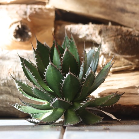 U.S. horrida -By the way (Agave horrida) / Style of Chika　no.1203-10