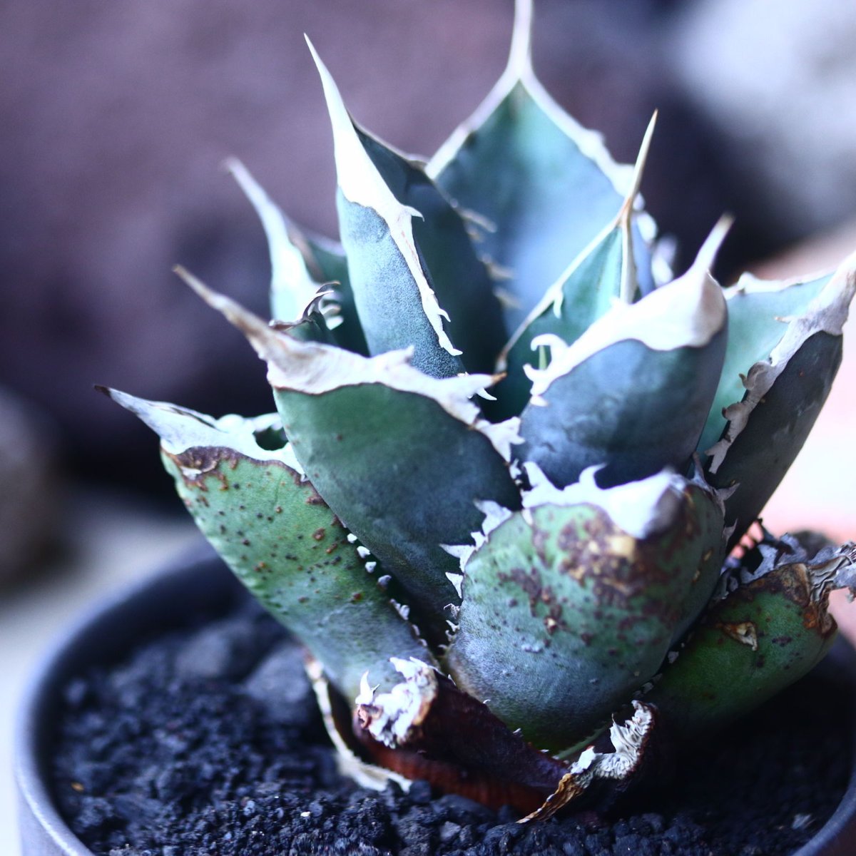 アガベ チタノタ Agave titanota no.42684 | 芽の巣山
