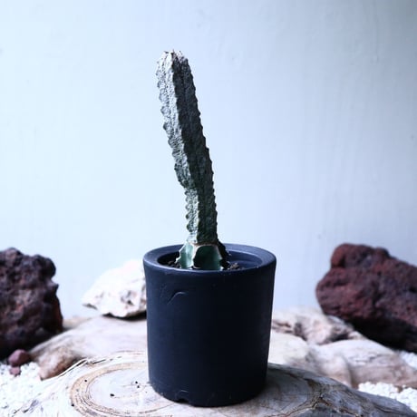 ユーフォルビア アブデルクリ   Euphorbia abdelkuri   no.102737
