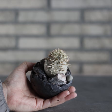 Pachypodium brevicaule ssp.leucoxanthum × takero pot (３号)  no.524/25