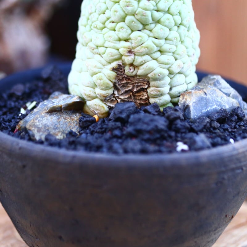 ラリレアキア カクティフォルメ 仏頭玉／Larryleachia cactiformis n