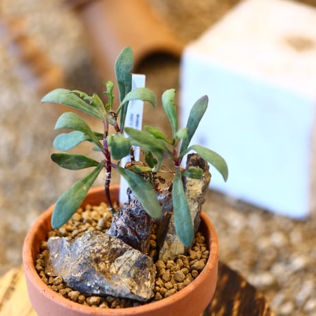 Othonna arborescens × YAMABACHI   no.123148