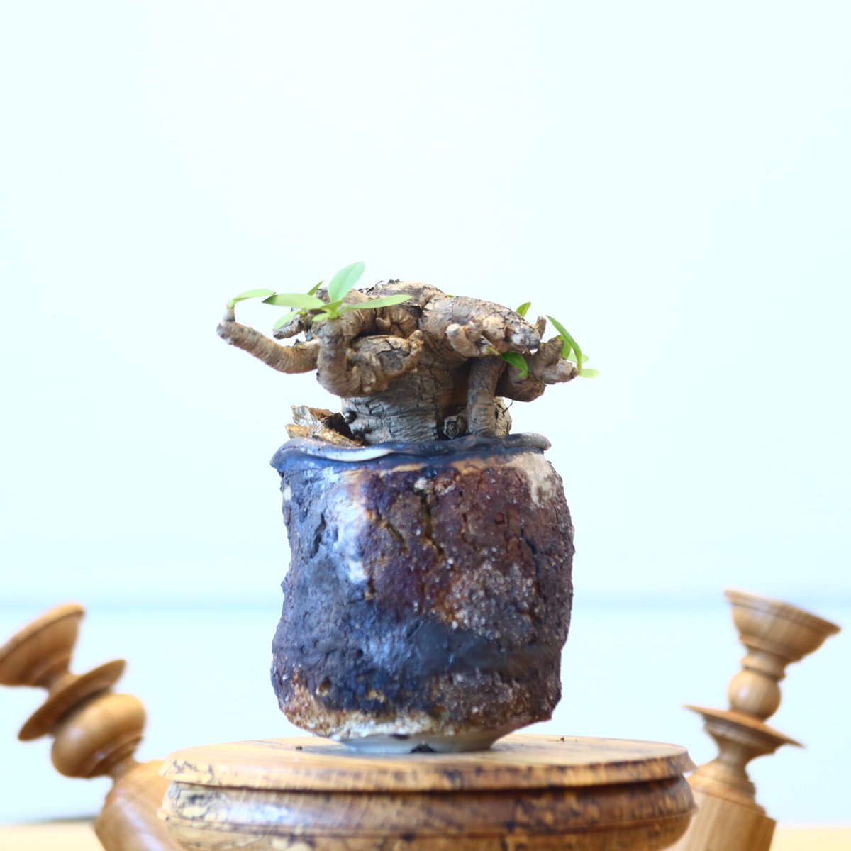 ユーフォルビア イトレメンシス / Euphorbia itremensi no.7301