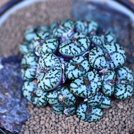 コノフィツム  ウルスプルンギアナム／conophytum ursprungianam  no.13070