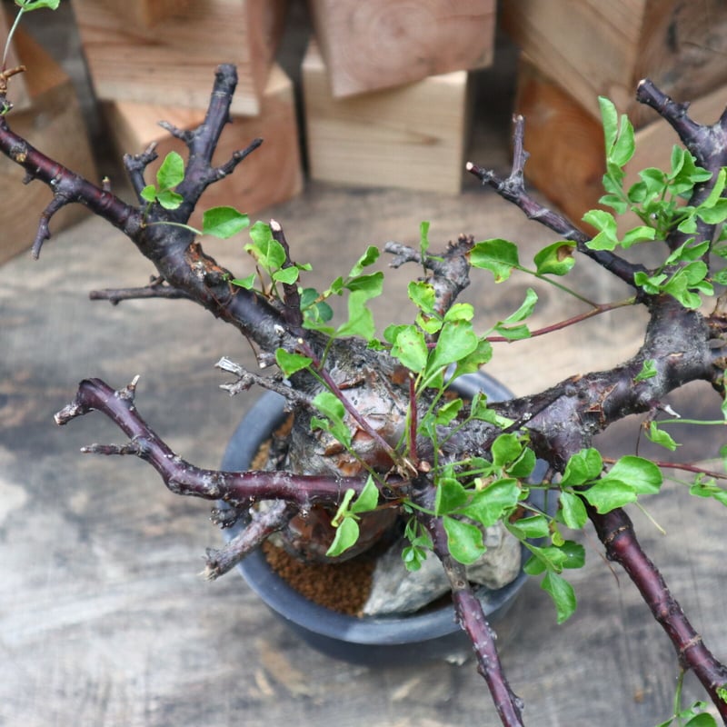 コミフォラ ボラネンシス／Commiphora boranensis no.91808 |