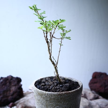 アカシア   トルティリス   Acacia  tortilis      no.102714