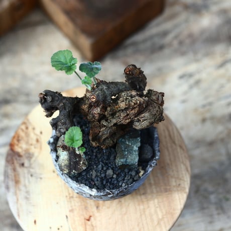 ぺラルゴ二ウム   エキナツム／Pelargonium  lechinatum   no.111447