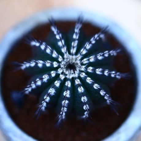 ユーベルマニア プセウドペクチニフェラ／Uebelmannia pectinifera var. pseudopectinifera no10938