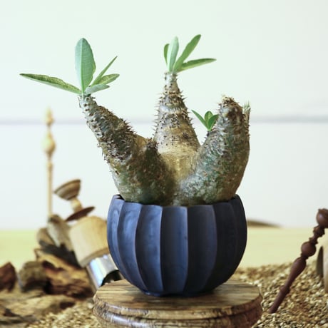 パキポディウム デンシフローラム / Pachypodium densiforum     no.52113