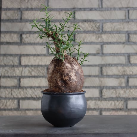 Pachypodium bispinosum × N/OH (4.5号)  no.817-23