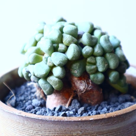 アロイノプシス  スクーネーシー   Aloinopsis schooneesii   no.21635