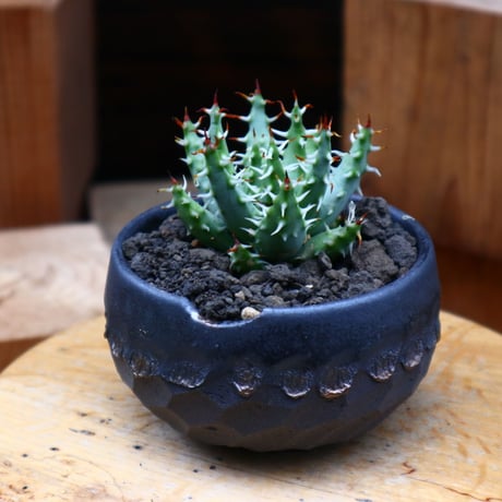 アロエ エリナケア／Aloe melanacantha ssp. var. erinacea  no.61913