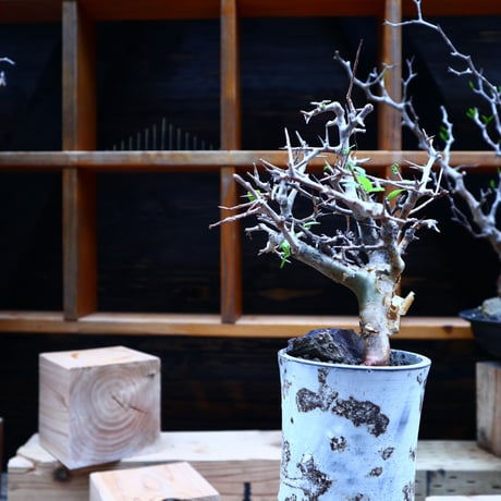 コミフォラ  ワイティ／Commiphora wightii   no.53045