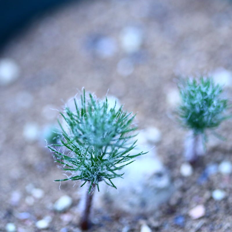 エリオスペルマム パラドクスム 霧氷玉 Eriospermum paradoxum エリオスペルマム パラドクスム 霧氷玉 Eriospermum paradoxum
