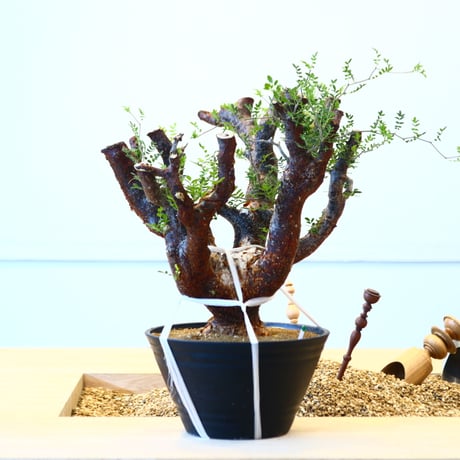 コミフォラ モンストローサ / Commiphora monstrosa   no.62502