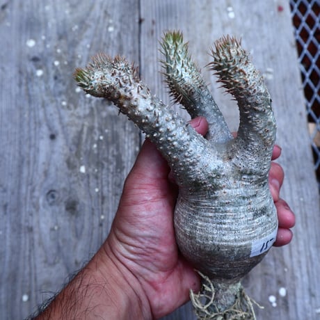 パキポディウム  イノピナツム  抜苗／Pachypodium Inopinatum     no.I-15