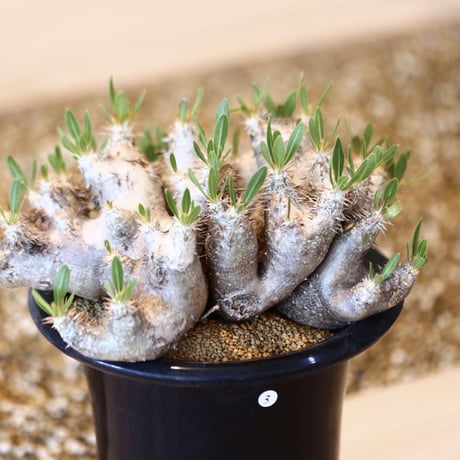 パキポディウム ブレビカリックス / Pachypodium densiflorum var. brevicalyx      no.41603