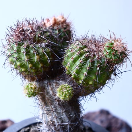 Parodia  sp   no.22323