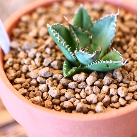 【9/9入荷未発根未活着ベアルート植込み】 Agave titanota "Filigree crested   no.91770