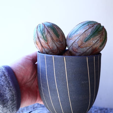 ユーフォルビア  オベサ Wヘッド   Euphorbia obesa　no.11202