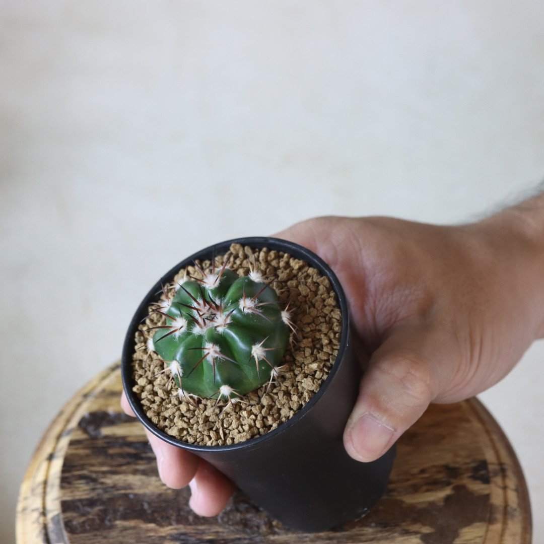 ディスコカクタス ギガンティア no.1020/34 | 芽の巣山