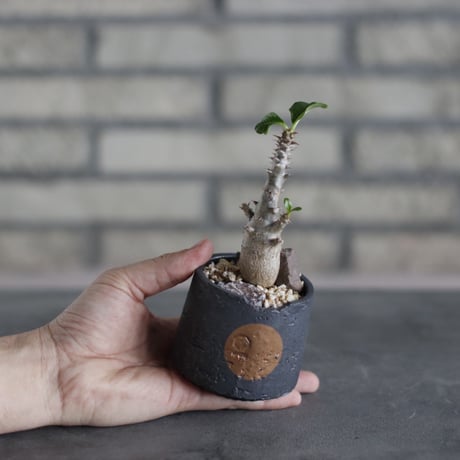 Pachypodium windsorii × N/OH (2.5号)  no.510/34