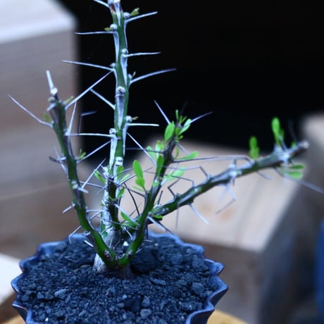 フォークイエリア hyb.／ Fouquieria hyb. （purpusii × fasciculata ） no.100343