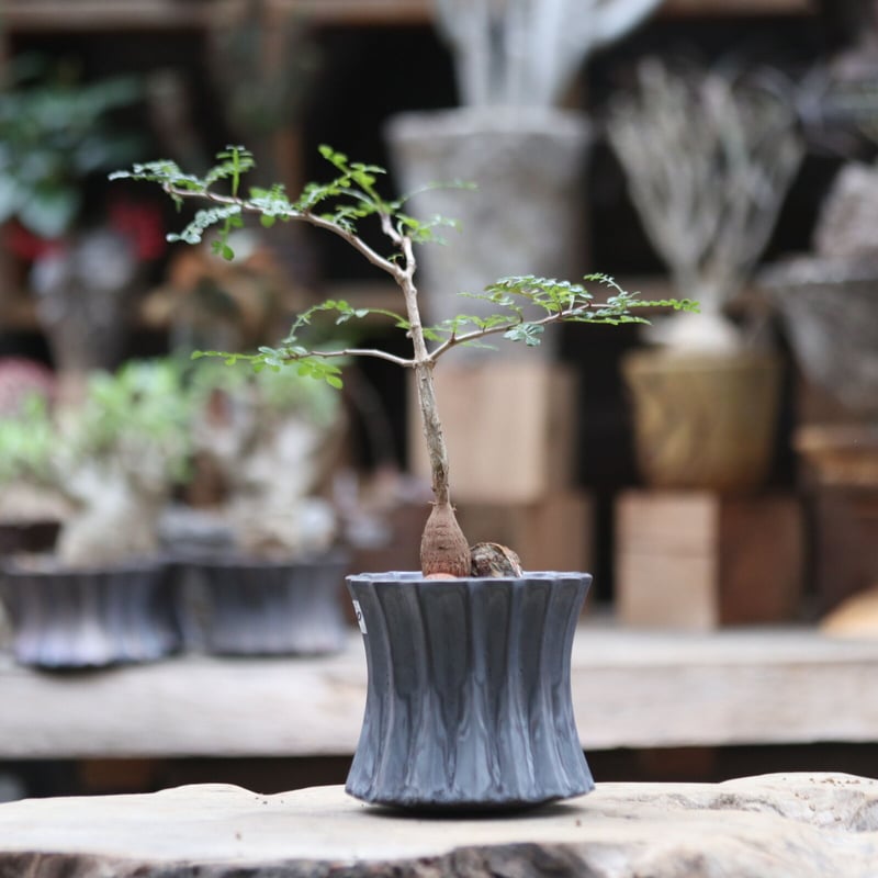 オペルクリカリア デカリー 実生極太株 オペルクリカリア デカリー 実生 - 観葉植物・生花・ドライ