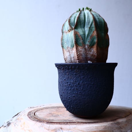 ユーフォルビア  オベサ   Euphorbia obesa   no.20316