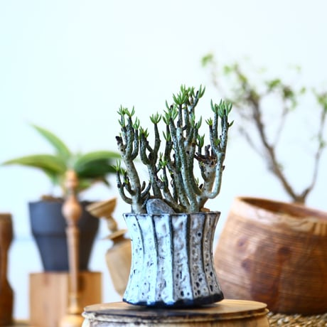 Tylecodon buchholzianus × soso    no.92422