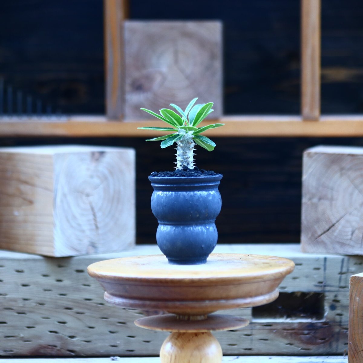 パキポディウム タッキー／Pachypodium'Tackyi' no.8292