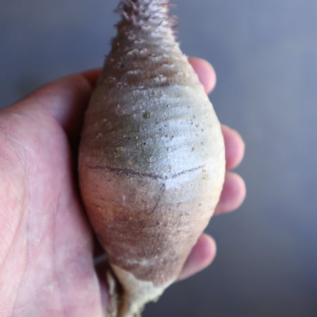パキポディウム グラキリス 抜苗  Pachypodium rosulatum var. gracilius no.100618