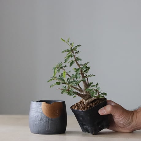 N/OH ノウ　グデア　PRIMITIVE POT S　鉢　リッチブラック CATEGORY N/OH | PORTOLANO