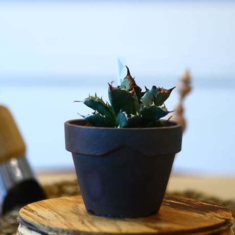 YAMABACHI ver. takero pot × Agave titanota dwarh   no.102240