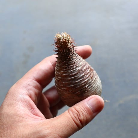 パキポディウム グラキリス 抜苗  Pachypodium rosulatum var. gracilius no.92911