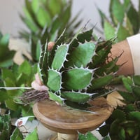 U.S. horrida (Agave horrida) / Style of Chika　no.1215-74