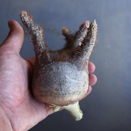 パキポディウム グラキリス 抜苗  Pachypodium rosulatum var. gracilius no.100628