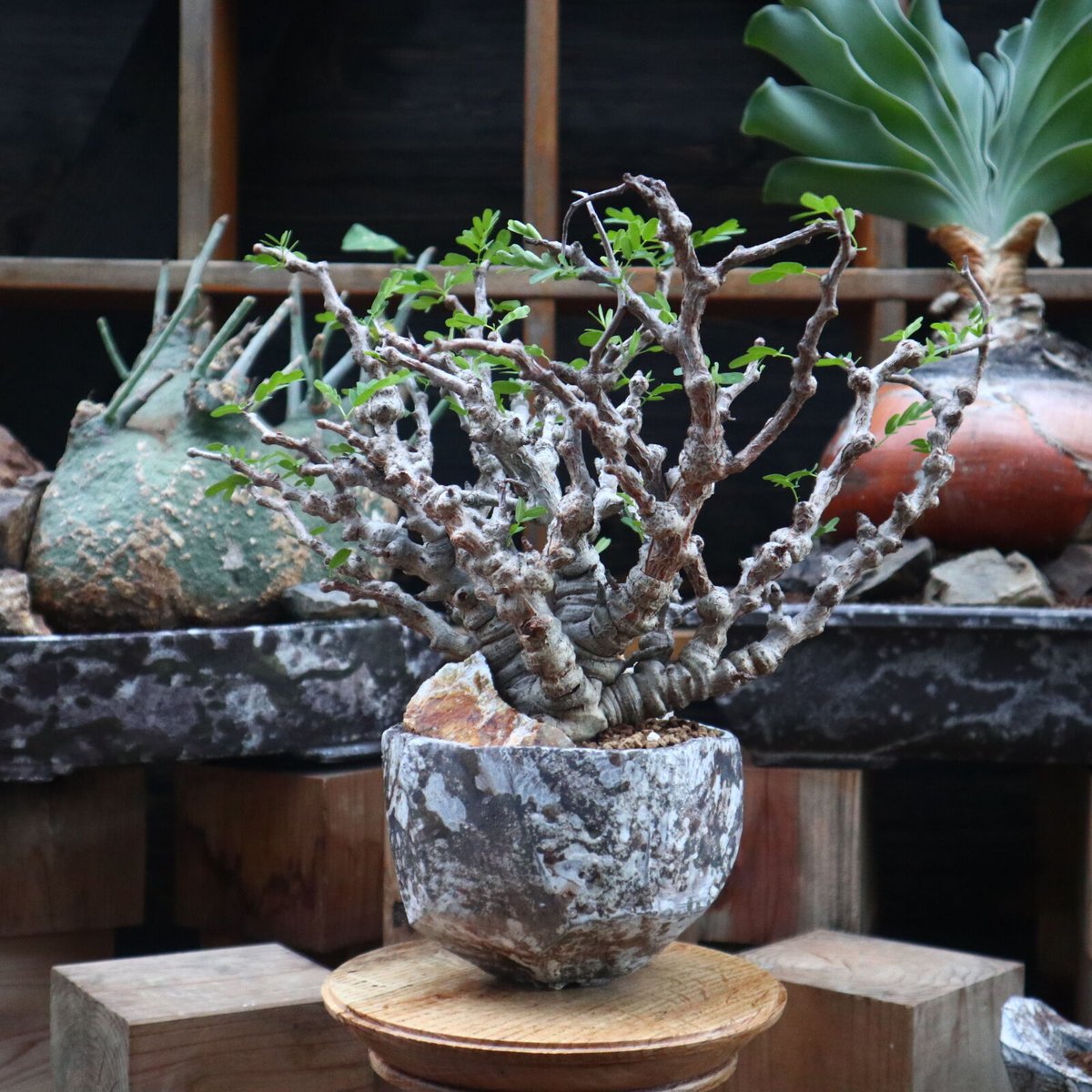 センナ メリディオナリス／Senna meridionalis no.121822 |