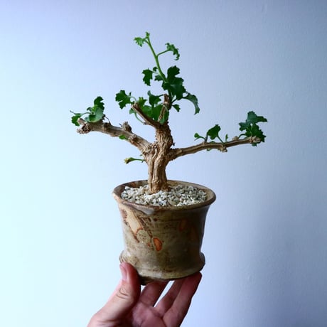 コラロカルプス    グロメルリフロルス  Corallocarpus glomeruliflorus   No.048
