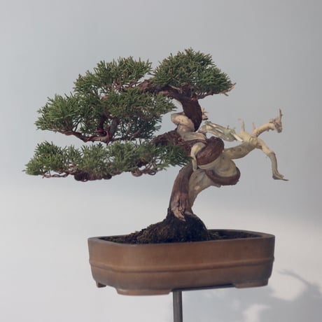 真柏 / YOSHIZAWA3-SHOHINBONSAI   no.223-52