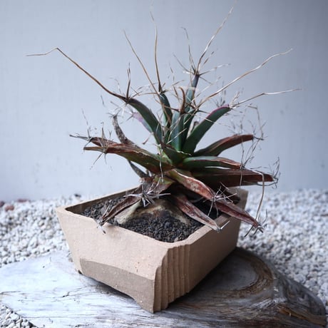 レウクテンベルギア  晃山    Leuchtenbergia principis  no.122209