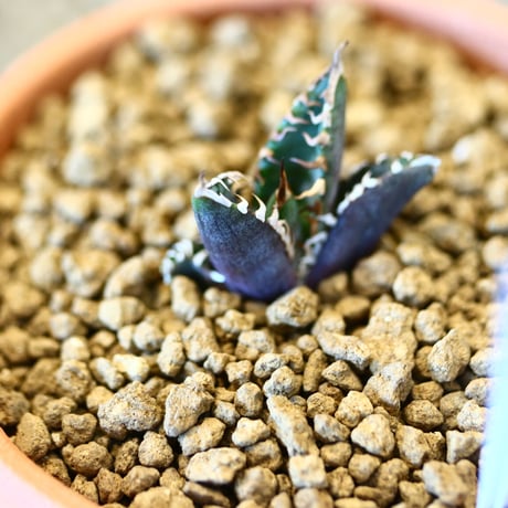 【9/9入荷未発根未活着ベアルート植込み】 Agave titanota redcat weezle. no.91766